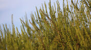 Herbicide-resistant weeds spread across USA due to reduced effectiveness of chemicals