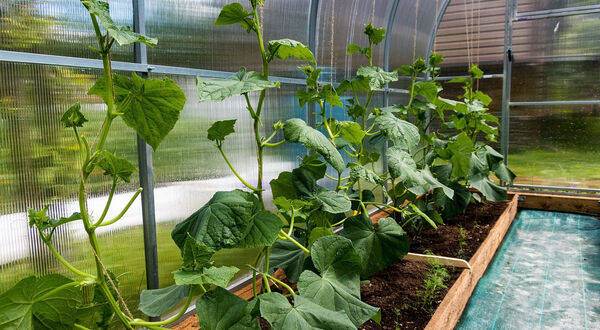 BASF launches industrial compostable biopolymer for greenhouse twines