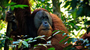 Malaysia proposes offering orangutans as gifts to major palm oil trading partners