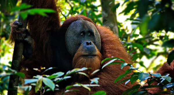 Malaysia proposes offering orangutans as gifts to major palm oil trading partners