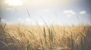 China approves gene-edited wheat