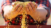 Bunge and Thailand’s BKP test soyabean traceability blockchain