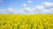 EPA issues RFS pathway approval for BP facility to produce renewable diesel by co-processing carinata oil and diesel