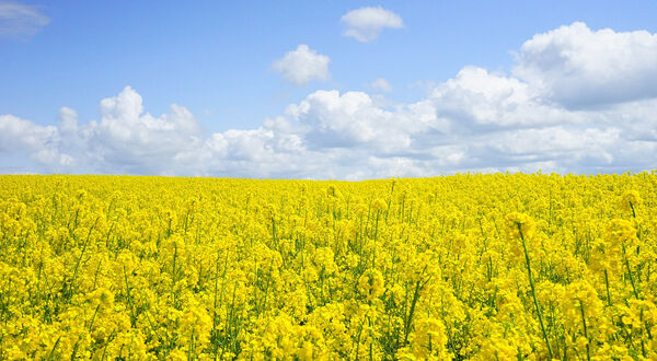 EPA issues RFS pathway approval for BP facility to produce renewable diesel by co-processing carinata oil and diesel