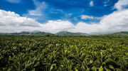 Daabon launches carbon-neutral palm oil
