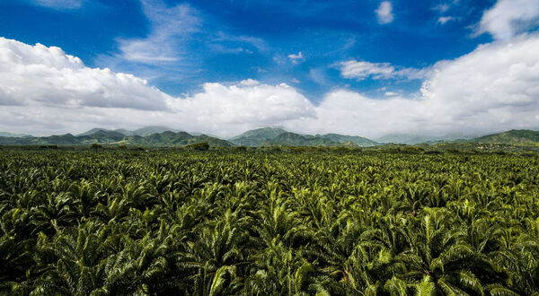 Daabon launches carbon-neutral palm oil