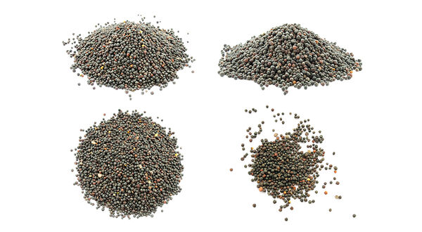 US researchers engineer oil-rich yellow-seeded camelina