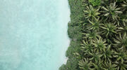 Study shows coconut plantations have led to deforestation on over 80% of Pacific atolls