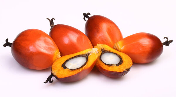 More than 98% of BASF’s sourced palm kernel oil now RSPO-certified