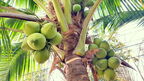 Coconut producers in Lagos and other West African areas target US$19bn global coconut boom