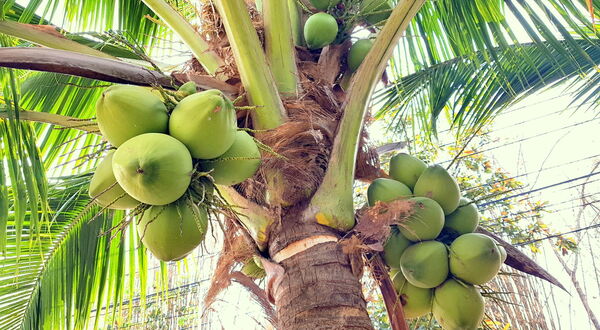 Coconut producers in Lagos and other West African areas target US$19bn global coconut boom