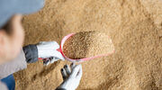 EU soyabean meal imports signal another year of strong demand