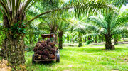 Labour shortages in Malaysian oil palm plantations costing up to US$5.07bn/year