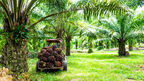 Malaysian oil palm replanting slows due to rising fuel and fertiliser costs