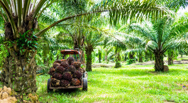 Malaysian oil palm replanting slows due to rising fuel and fertiliser costs