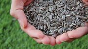Argentina sunflowerseed harvest boosts 2025/26 global supply