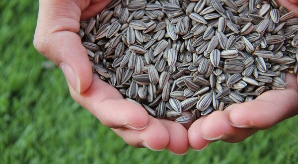 Argentina sunflowerseed harvest boosts 2025/26 global supply