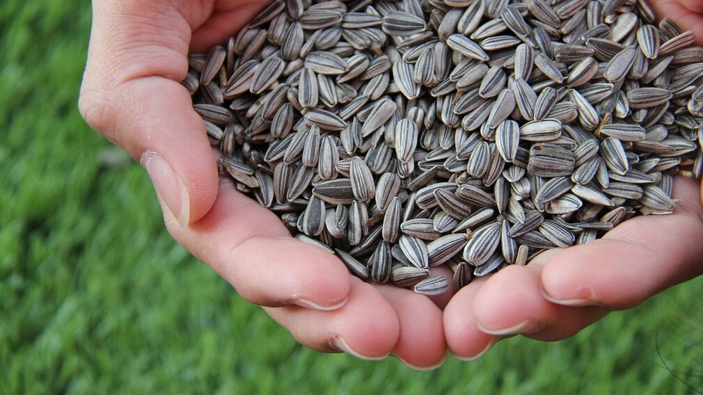 Argentina’s near record sunflowerseed crop is expected to help boost global supplies. Image source: Pixabay