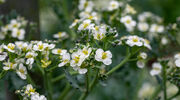 Crambe