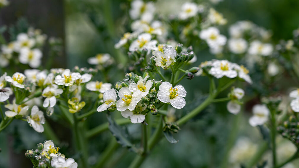 Crambe