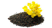 China buying Australian canola as trade dispute with Canada continues