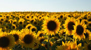 Russia set to increase sunflower oil exports to India