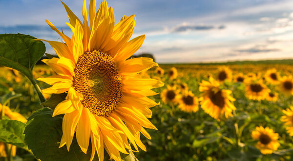 EU authorises Kensing’s new plant sterol sourced from sunflowerseeds