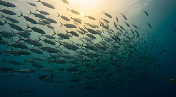 Fish oil and meal