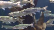 Omega-3 supply chain impacted by shortages of fish oil and fish meal