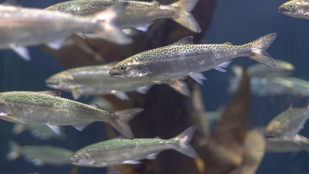 The omega-3 supply chain is being impacted by global shortages of fish oil and fish meal. Image source: Pixabay