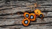 Chinese buyers snap up Indonesian palm oil before export revamp