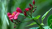 Chinese researchers discover key jatropha gene to boost yields and oil content