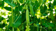Food scientists create tasteless peas as alternative to soya protein