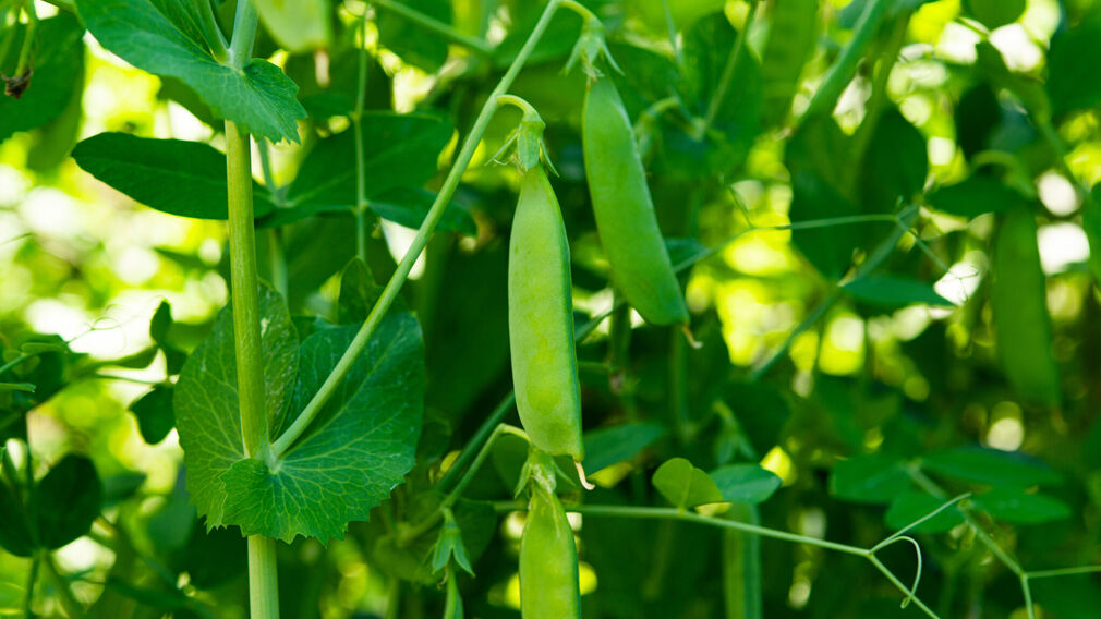 Researchers in the UK have developed a flavourless pea as an alternative soya protein. Image source: Adobe Stock