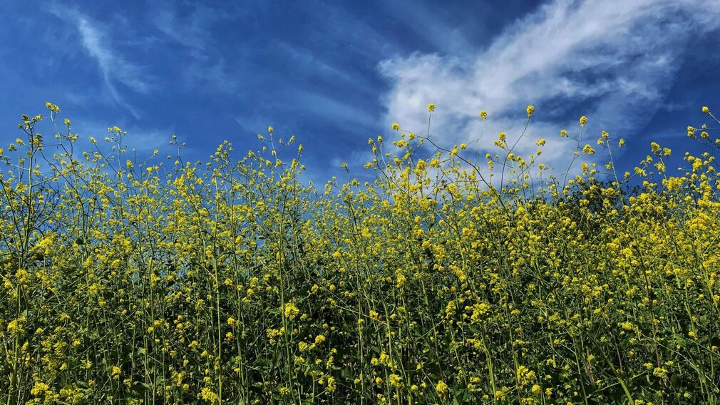 BASF is hoping to gain approval for its GM mustard plant in Canada and the USA. Image source: Pixabay