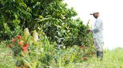 Mars and Olam form strategic collaboration to accelerate net zero cocoa in Ecuador