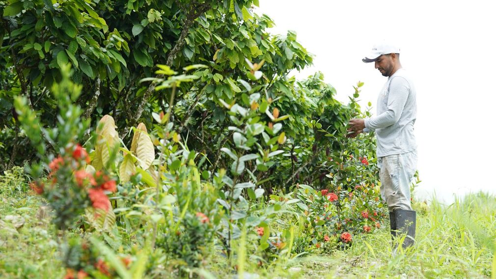 Mars and Olam have announced a collaboration in Ecuador to help promote climate-smart and regenerative agriculture practices across their shared cocoa supply chain. Image source: Olam Food Ingredients