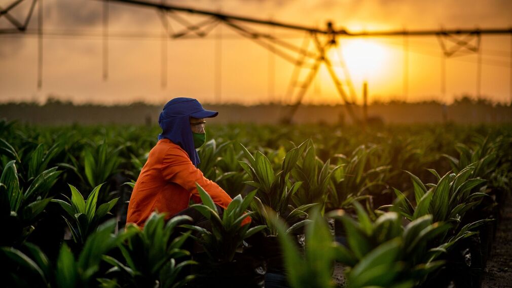 Daabon has become the largest palm oil producer in the Americas following its acquisition of Agropalma. Image source: Daabon
