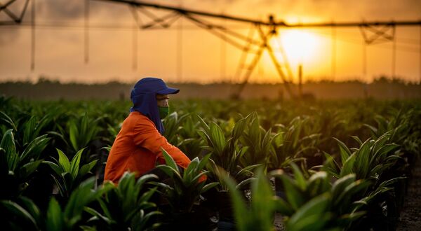 Daabon becomes largest palm oil producer in the Americas following Agropalma acquisition