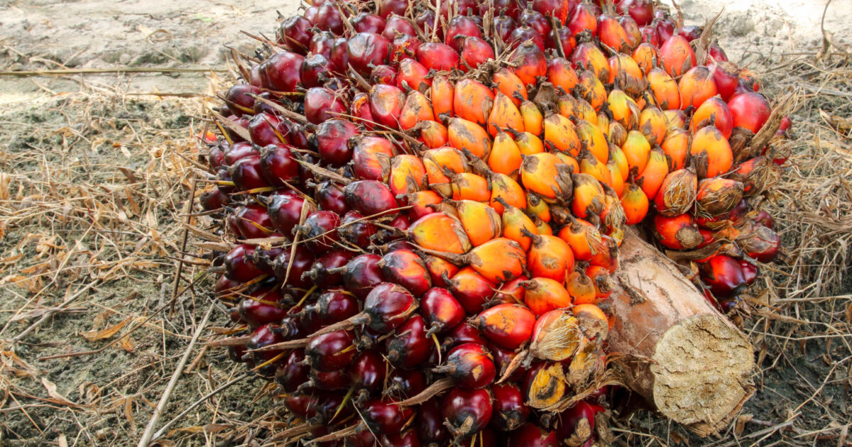 Indonesia aims to extend palm oil certification scheme to downstream businesses by 2027 - Oils & Fats International
