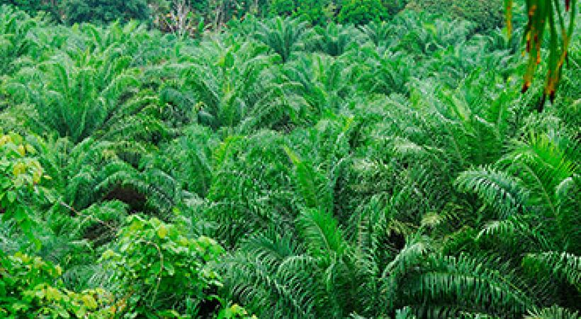 Indonesia to replant 500,000ha of oil palm plantations