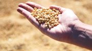 US research project shows modifying soyabeans to absorb more light boosts yield by 25%