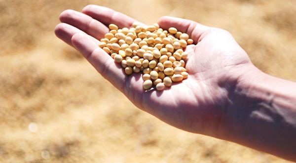Chinese researchers construct high-quality soyabean genome