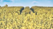 EU oilseed production forecast to rise 3%