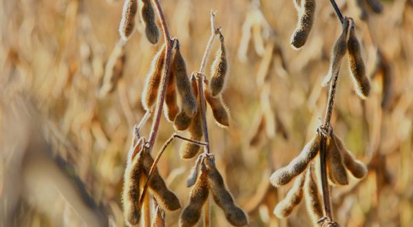 Brazil set to lose out on record soyabean crop due to drought