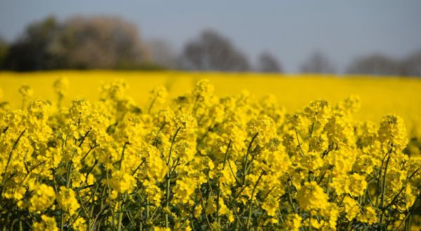 Global Clean Energy completes camelina acquisition