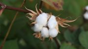 Cottonseed