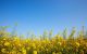 EPA proposes to approve canola oil fuel production pathways for renewable diesel