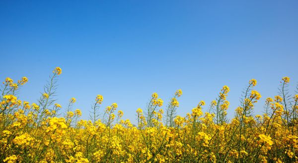 EPA proposes to approve canola oil fuel production pathways for renewable diesel