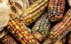 ﻿Mexico’s decree banning GM corn creates uncertainty